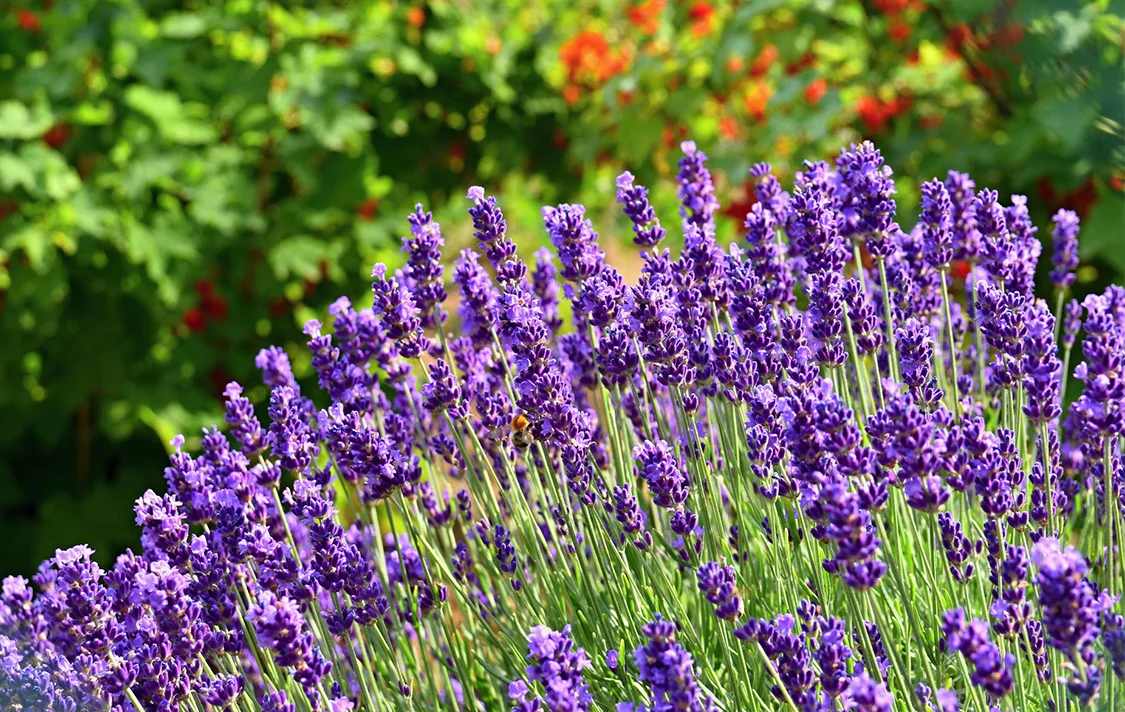 Kashmiri Lavender Buds - Dev Tandoor Industries